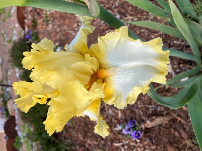 iris 25.jpg